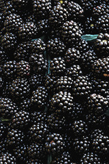 black berries