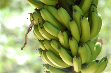 banana © Celso Pupo