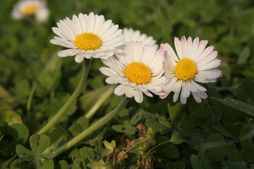 les trois soeurs