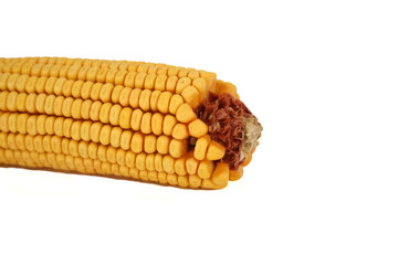 yellow corn cob