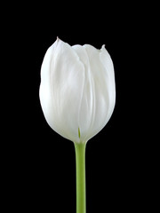 a white tuilip on black