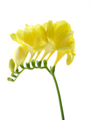 freesia isolated on white