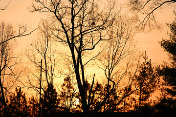 winter trees