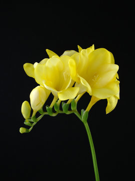 Yellow Freesia On Black