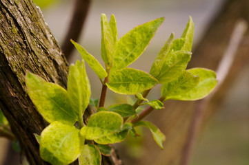 young leaves in april 6