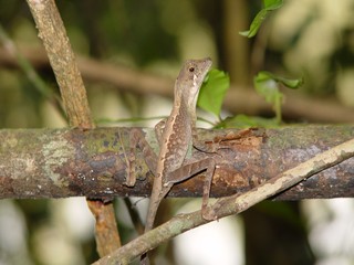 gekko lizard