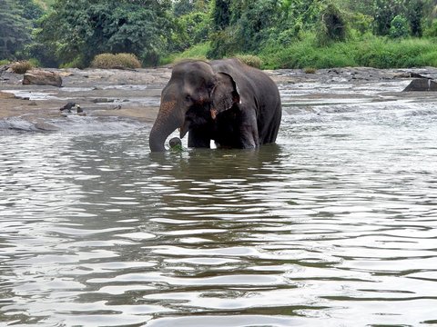 bading elephant