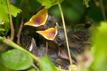 young blackbids in nest