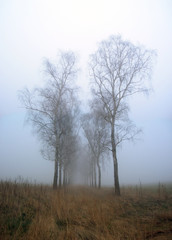 birches in the mist