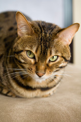 spotted bengal cat laying on chair
