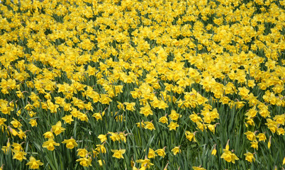 dense batch of yellow daffodils in springtime