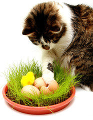 Fototapeta na wymiar kotów i easter eggs