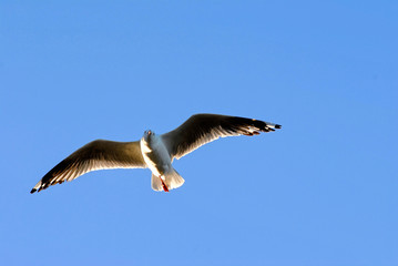 seagull soaring