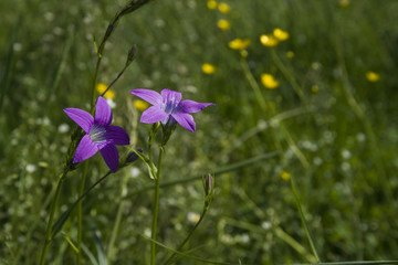 spring mountain mouve flowers © Tudor Stanica