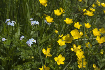 summer mountain flowers v