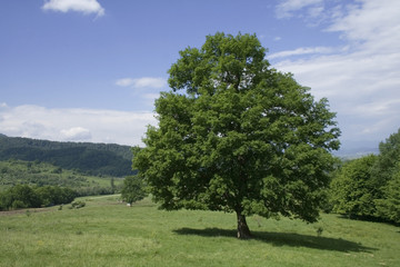 Fototapeta na wymiar pojedyncze drzewa krajobrazu