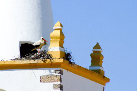 ninho de cegonha
