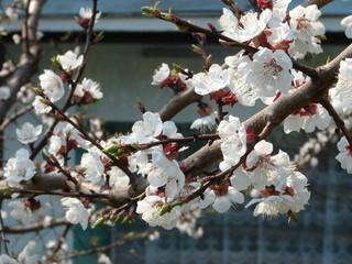 spring blossom of apricote tree white flowers