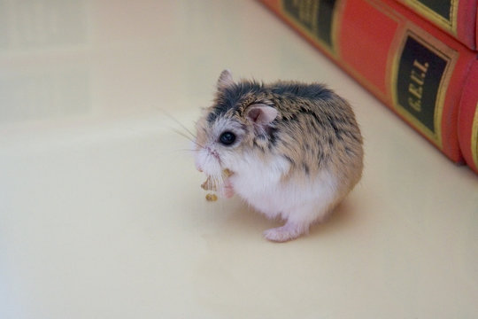 criceto intellettuale