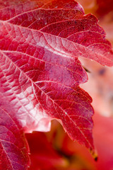 foglia rossa