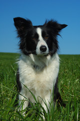 bordercollie