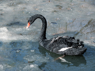 black swan   bird   ice
