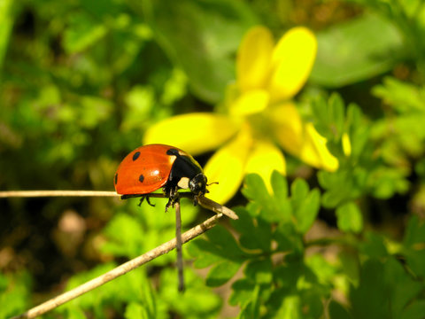 ladybug