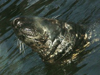 foca © izzog