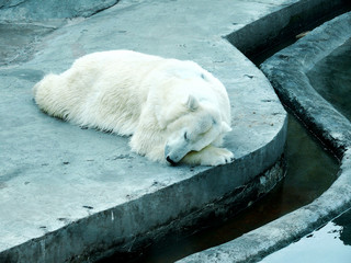 sleep polar bear