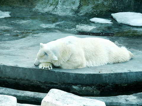 sleep polar bear
