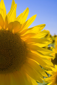 sunflower close-up detail 1