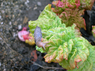 snail on the rhubarb
