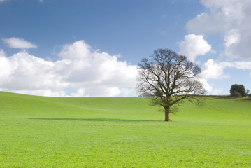 Fototapeta na wymiar samotne drzewo na łące z nieba i puszyste chmury