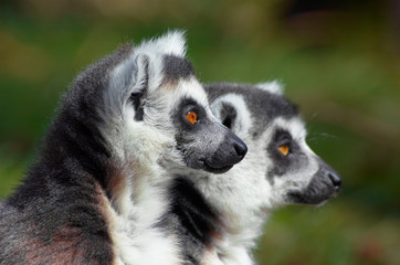 two cute ring-tailed lemurs © Eric Gevaert