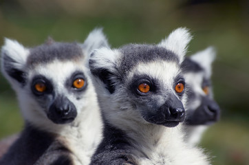 a group of cute looking ring-tailed lemurs