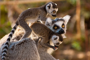 a goup of cute ring-tailed lemurs