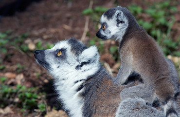 baby ring-tailed lemur on mothers back