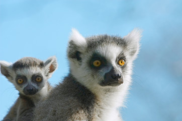 Fototapeta premium baby ring-tailed lemur on mothers back