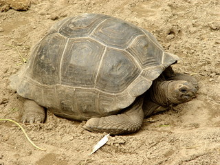 tartaruga gigante