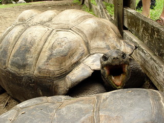 tartarughe giganti