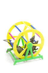pet exercise wheels with toy rats