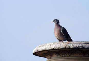 pigeon