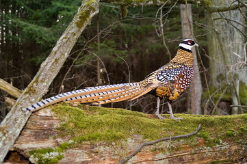 phaesant royal