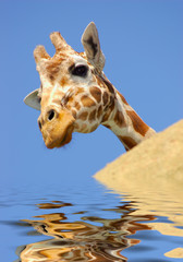 giraffe behind a rock in water