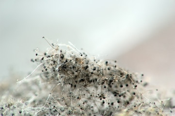 mold on bread #2