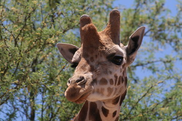 giraffe