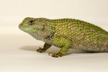 sceloporus