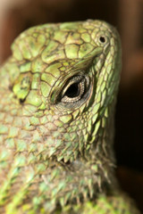 sceloporus