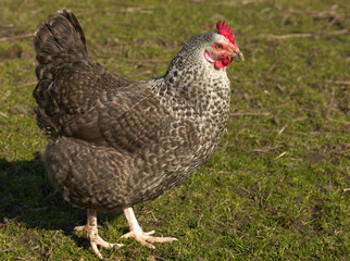 speckled hen