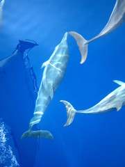 dauphins nageant dans l'etrave du bateau © Regis Doucet